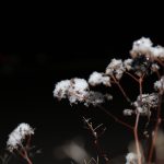 Closeup photograph of a Bush
